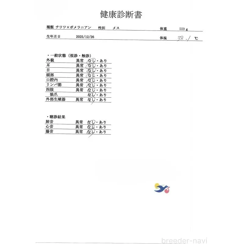 販売中の群馬県のミックス犬-454796の4枚目