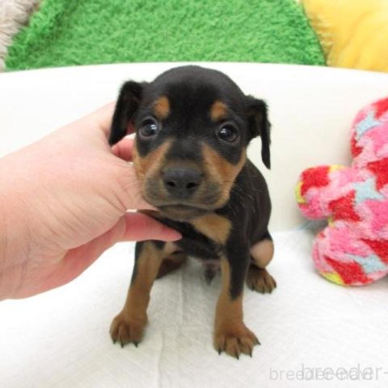 販売中の大阪府のミニチュアピンシャー(ミニピン)-454785の2枚目