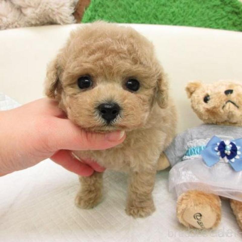 販売中の大阪府のトイプードル-454787の2枚目