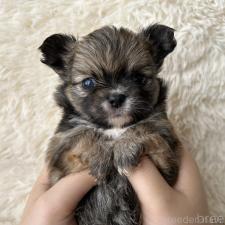 ♀︎チワワ(ロングコート)