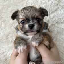 ♀︎チワワ(ロングコート)