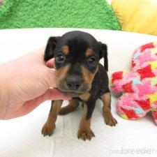 ♀︎ミニチュアピンシャー(ミニピン)