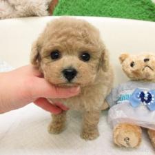 ♀︎トイプードル