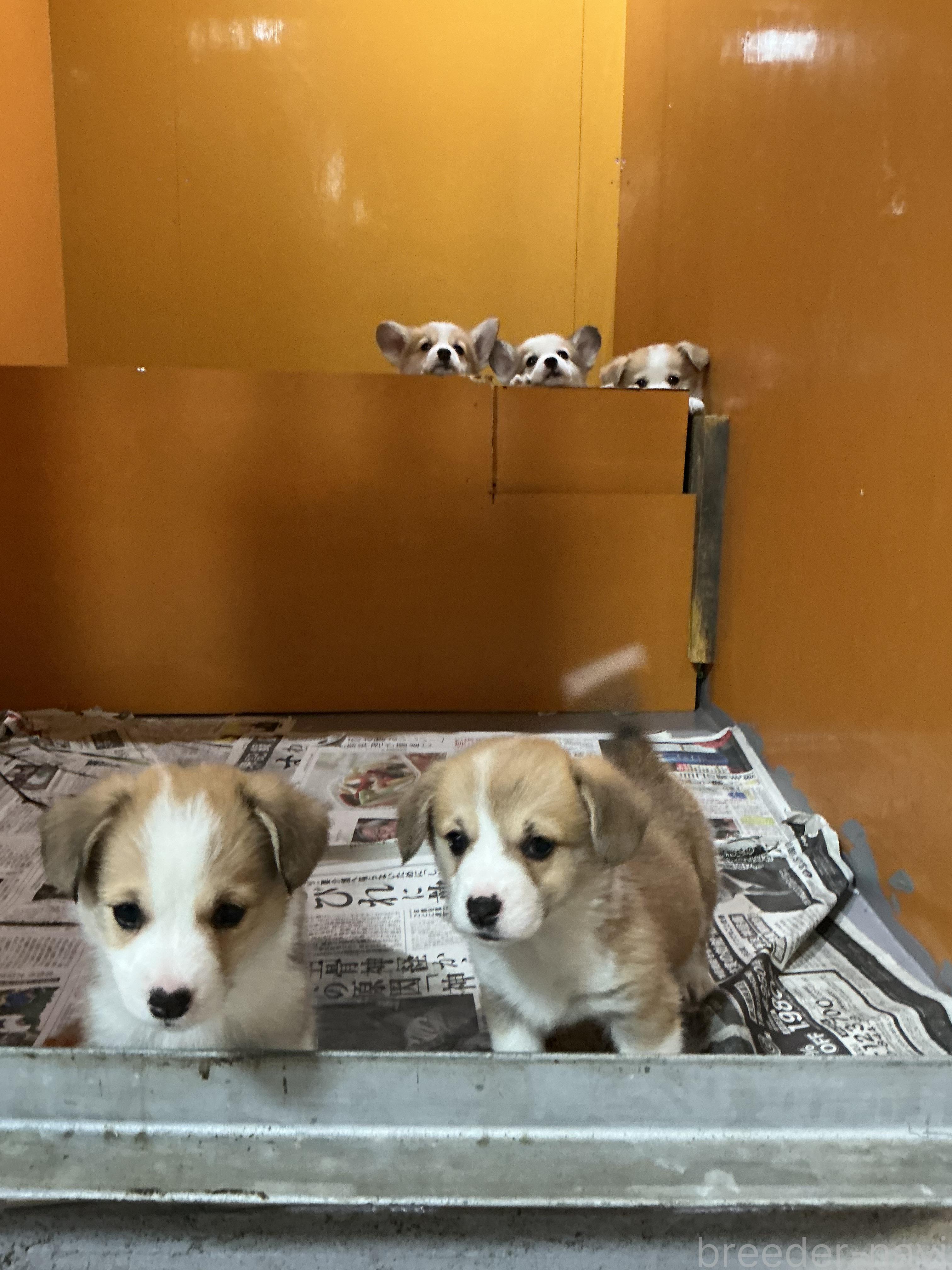 株式会社ドッグランド