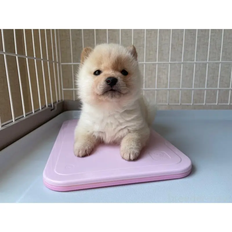 販売中の兵庫県の豆柴-454792の5枚目