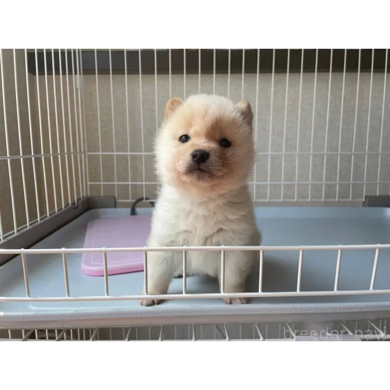 販売中の兵庫県の豆柴-454792の4枚目