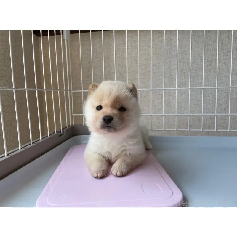 販売中の兵庫県の豆柴-454792の3枚目