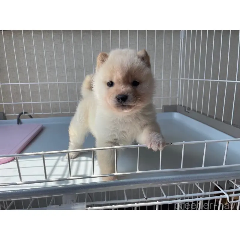 販売中の兵庫県の豆柴-454792の2枚目