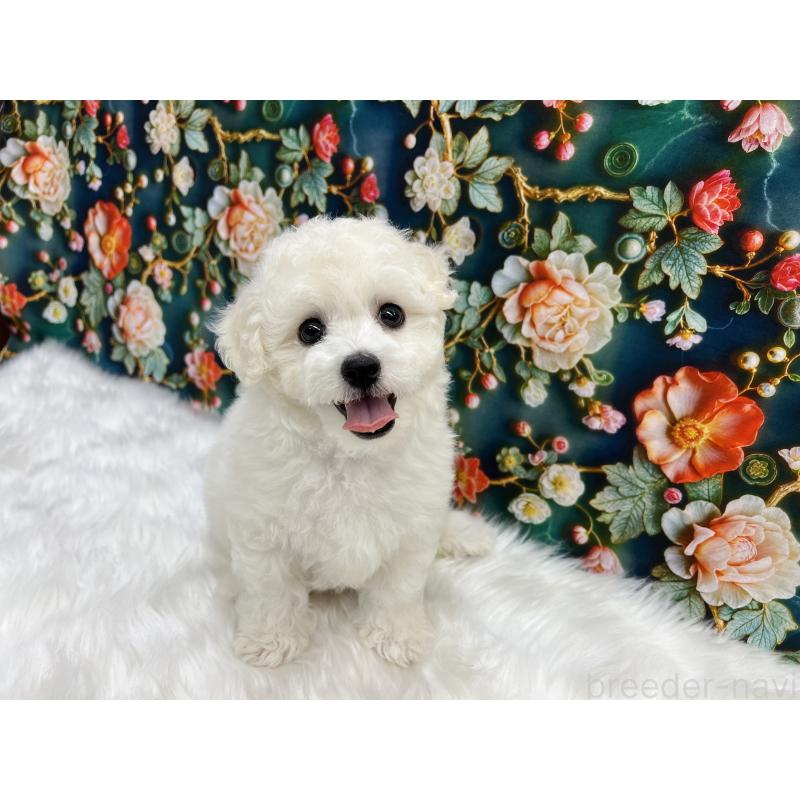 販売中の東京都のビションフリーゼ-447408の2枚目