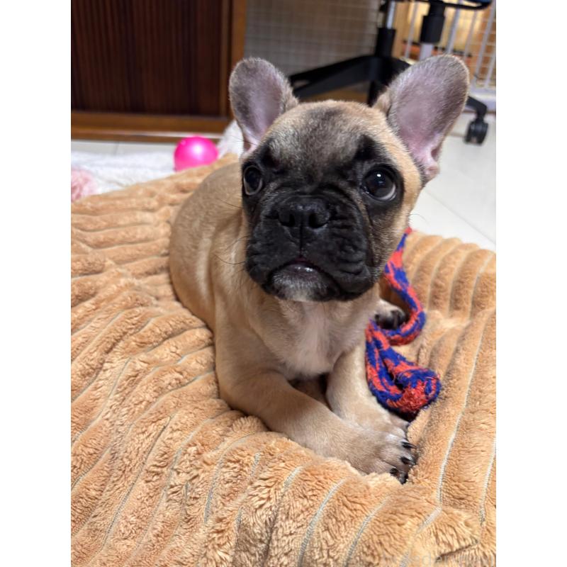 販売中の三重県のフレンチブルドッグ-437233