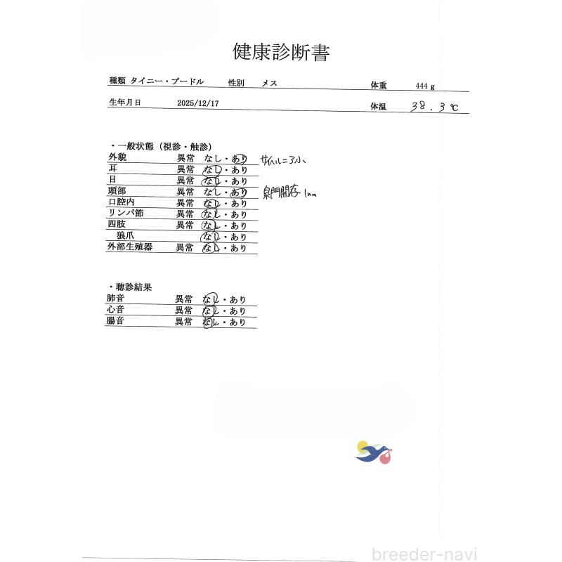 販売中の群馬県のタイニープードル-454788の4枚目