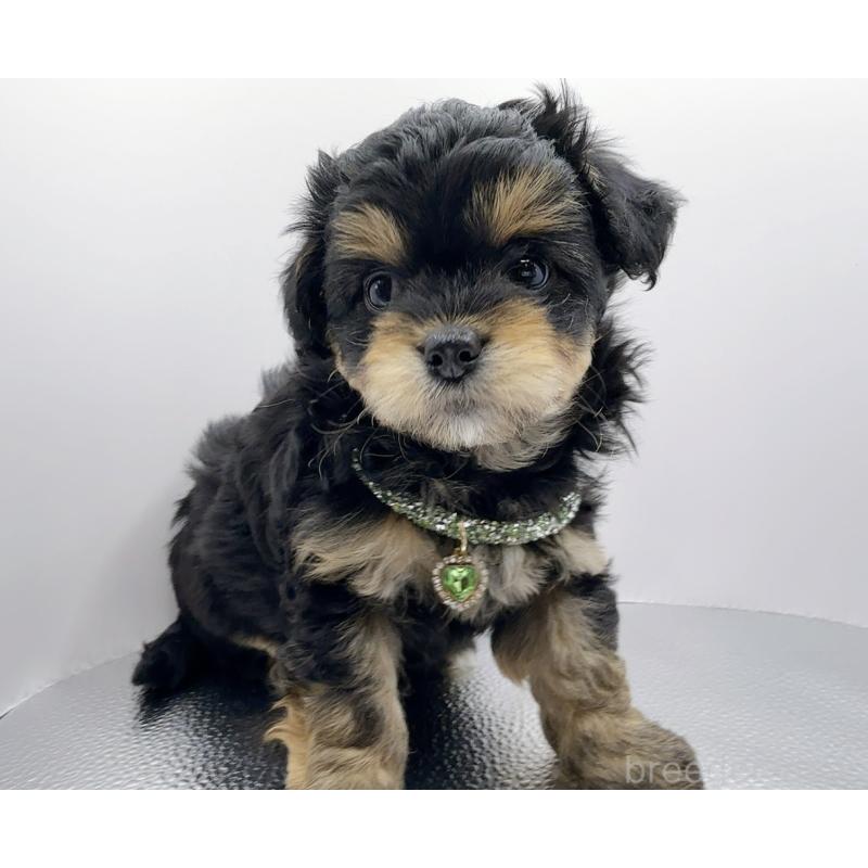 販売中の奈良県のチワプー:チワワ×トイプードル-454789の16枚目