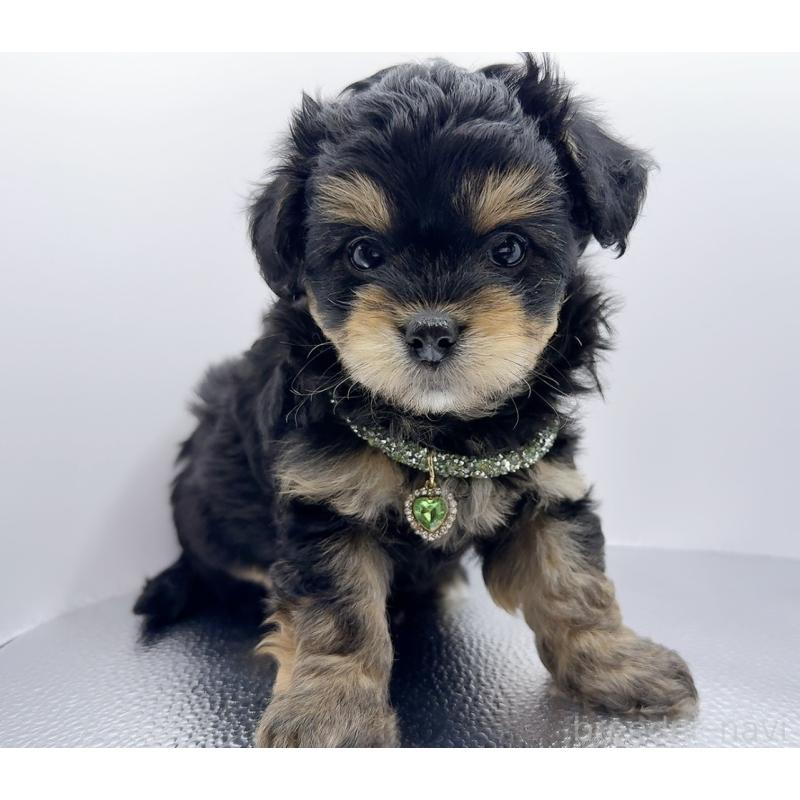 販売中の奈良県のチワプー:チワワ×トイプードル-454789の15枚目