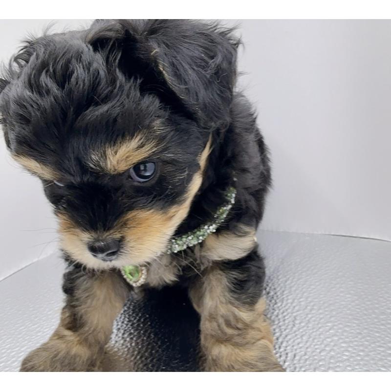 販売中の奈良県のチワプー:チワワ×トイプードル-454789の14枚目