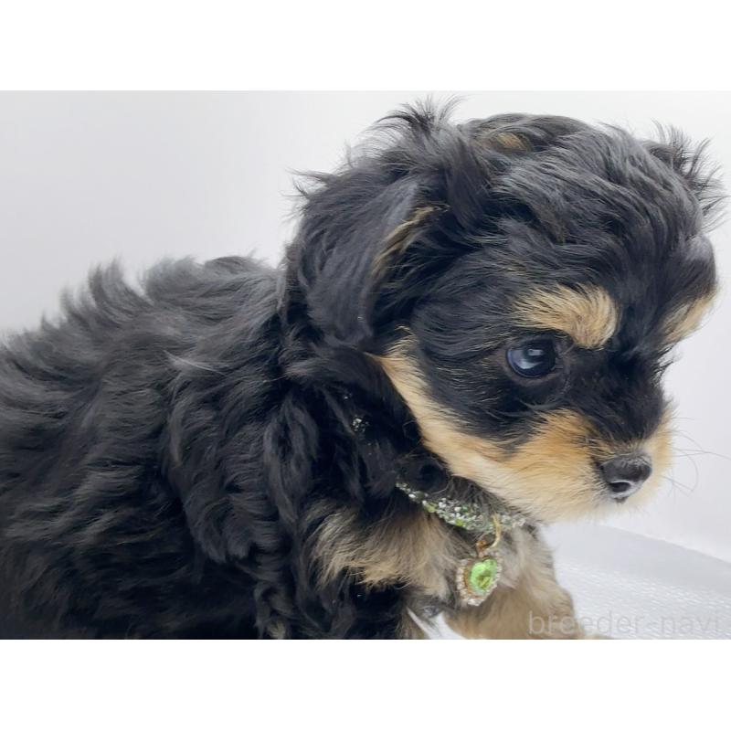 販売中の奈良県のチワプー:チワワ×トイプードル-454789の13枚目