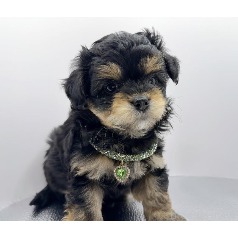 販売中の奈良県のチワプー:チワワ×トイプードル-454789の12枚目