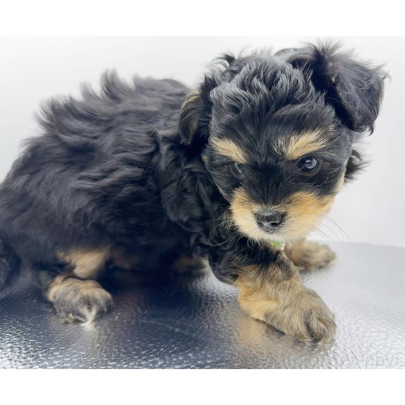 販売中の奈良県のチワプー:チワワ×トイプードル-454789の11枚目