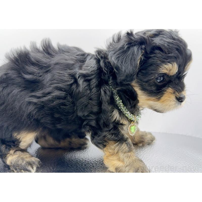 販売中の奈良県のチワプー:チワワ×トイプードル-454789の9枚目