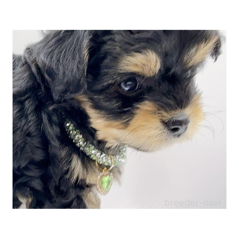 販売中の奈良県のチワプー:チワワ×トイプードル-454789の10枚目