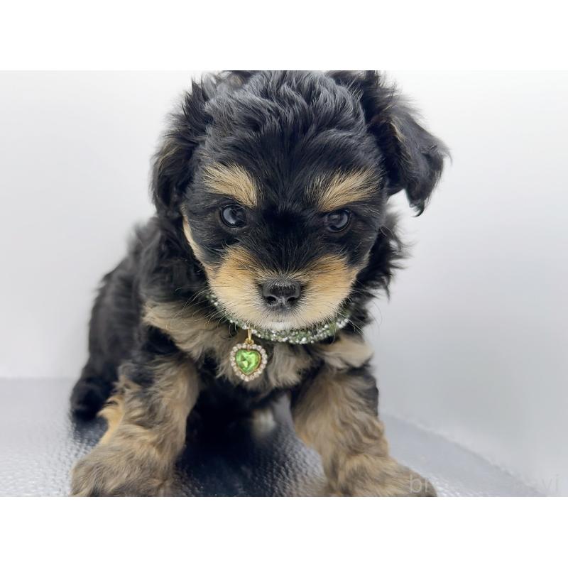 販売中の奈良県のチワプー:チワワ×トイプードル-454789の8枚目