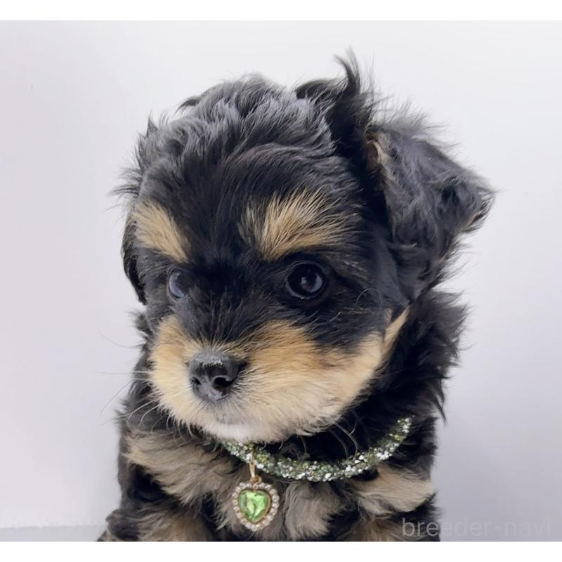 販売中の奈良県のチワプー:チワワ×トイプードル-454789の6枚目