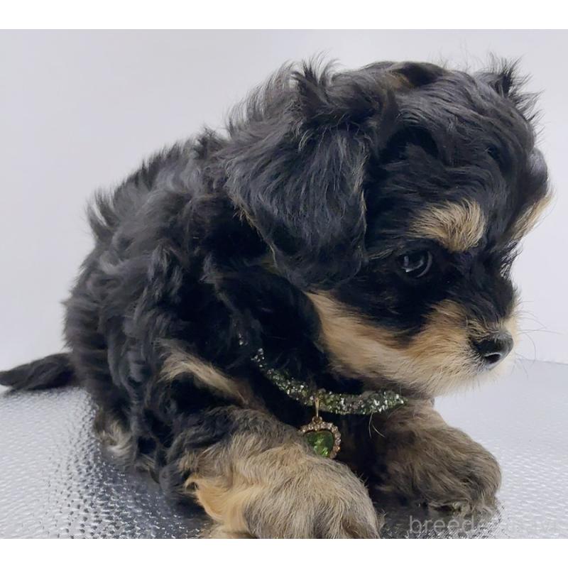 販売中の奈良県のチワプー:チワワ×トイプードル-454789の7枚目