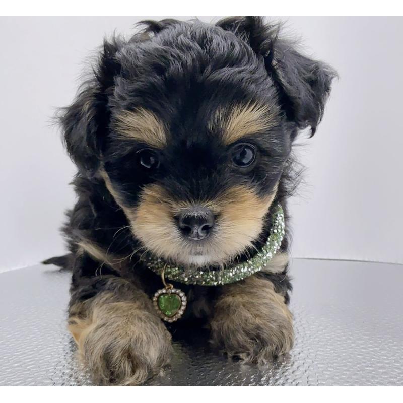 販売中の奈良県のチワプー:チワワ×トイプードル-454789の5枚目