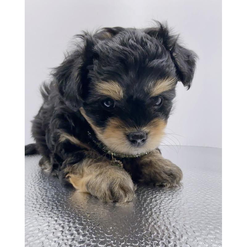 販売中の奈良県のチワプー:チワワ×トイプードル-454789の4枚目