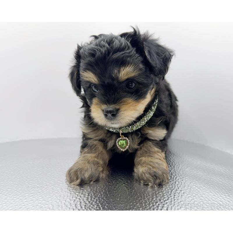 販売中の奈良県のチワプー:チワワ×トイプードル-454789の3枚目