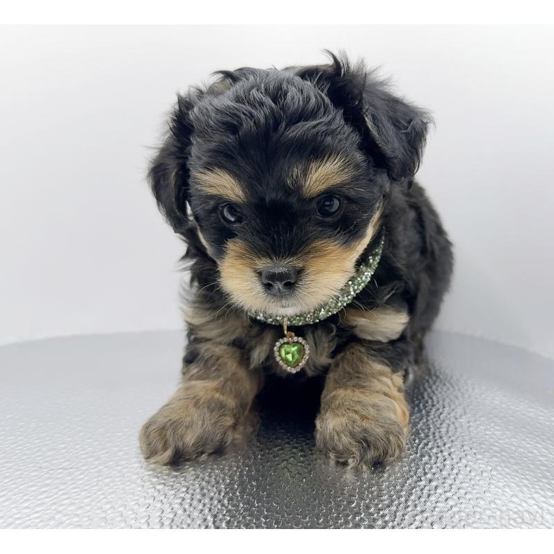 販売中の奈良県のチワプー:チワワ×トイプードル-454789の2枚目