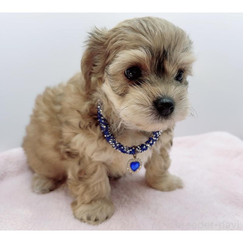 販売中の奈良県のチワプー:チワワ×トイプードル-454794の16枚目