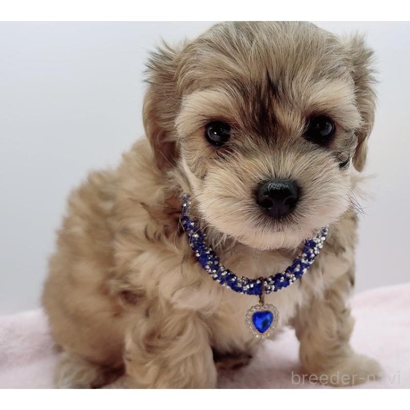 販売中の奈良県のチワプー:チワワ×トイプードル-454794の15枚目