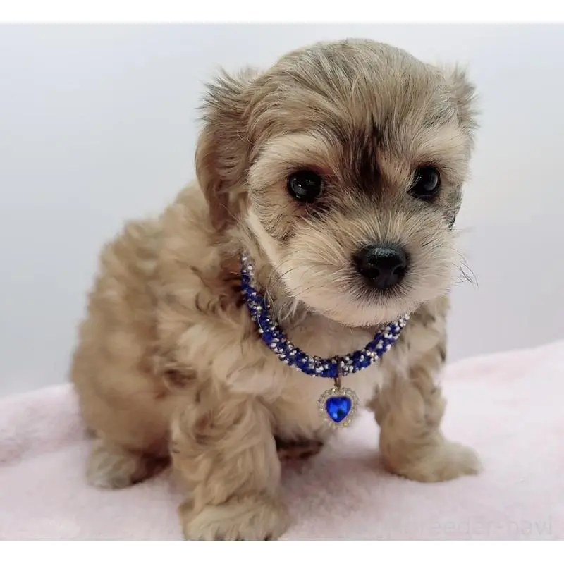 販売中の奈良県のチワプー:チワワ×トイプードル-454794の14枚目