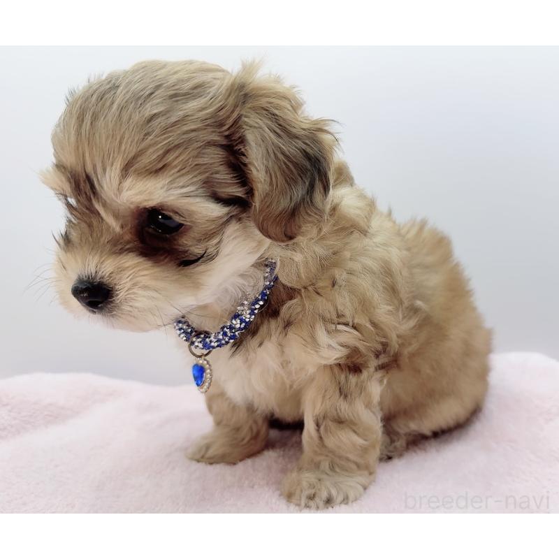 販売中の奈良県のチワプー:チワワ×トイプードル-454794の11枚目