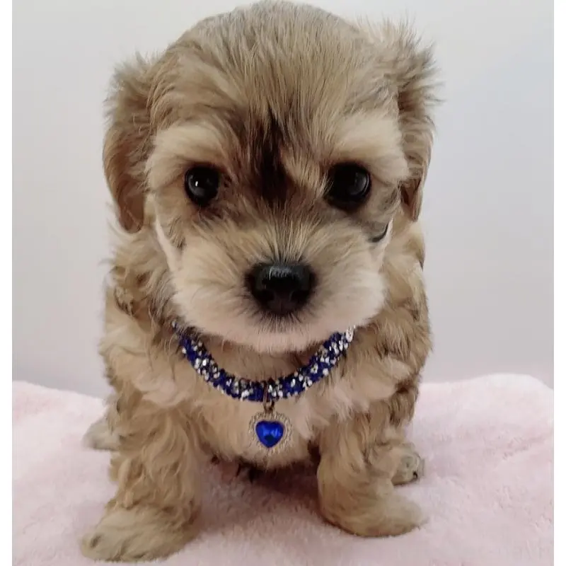 販売中の奈良県のチワプー:チワワ×トイプードル-454794の12枚目