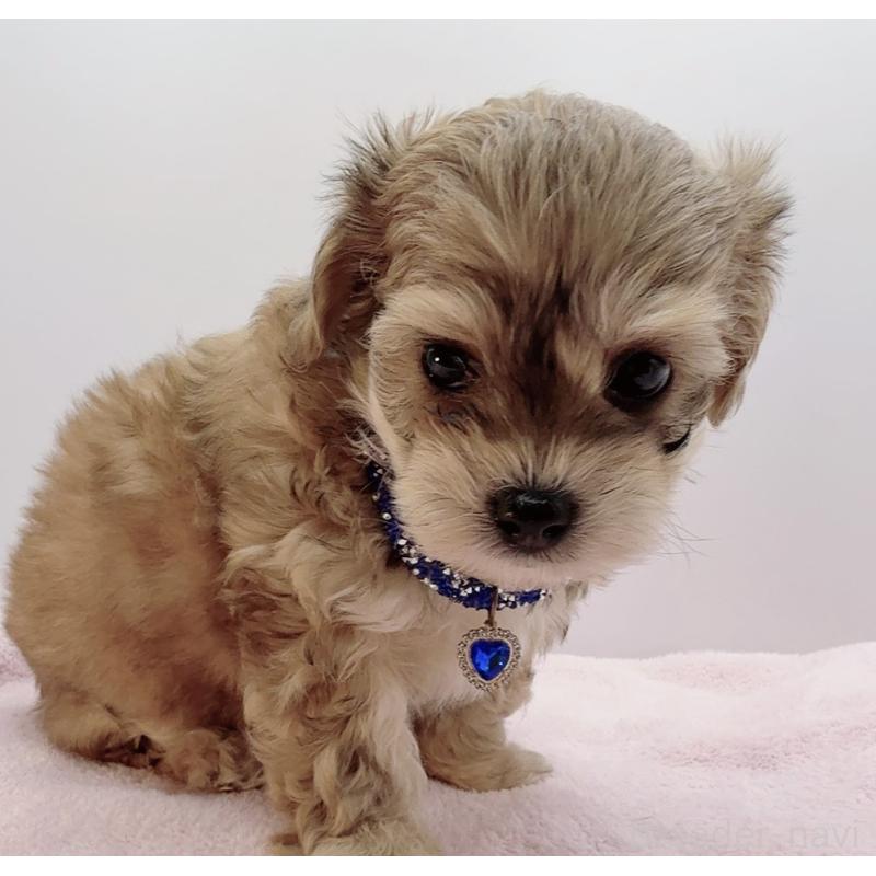 販売中の奈良県のチワプー:チワワ×トイプードル-454794の9枚目