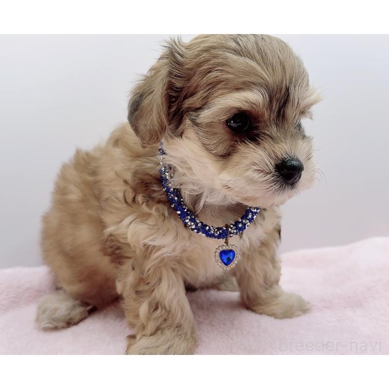 販売中の奈良県のチワプー:チワワ×トイプードル-454794の10枚目