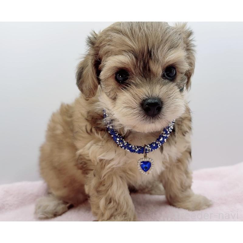 販売中の奈良県のチワプー:チワワ×トイプードル-454794の8枚目