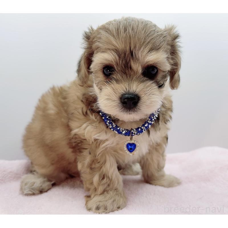 販売中の奈良県のチワプー:チワワ×トイプードル-454794の7枚目