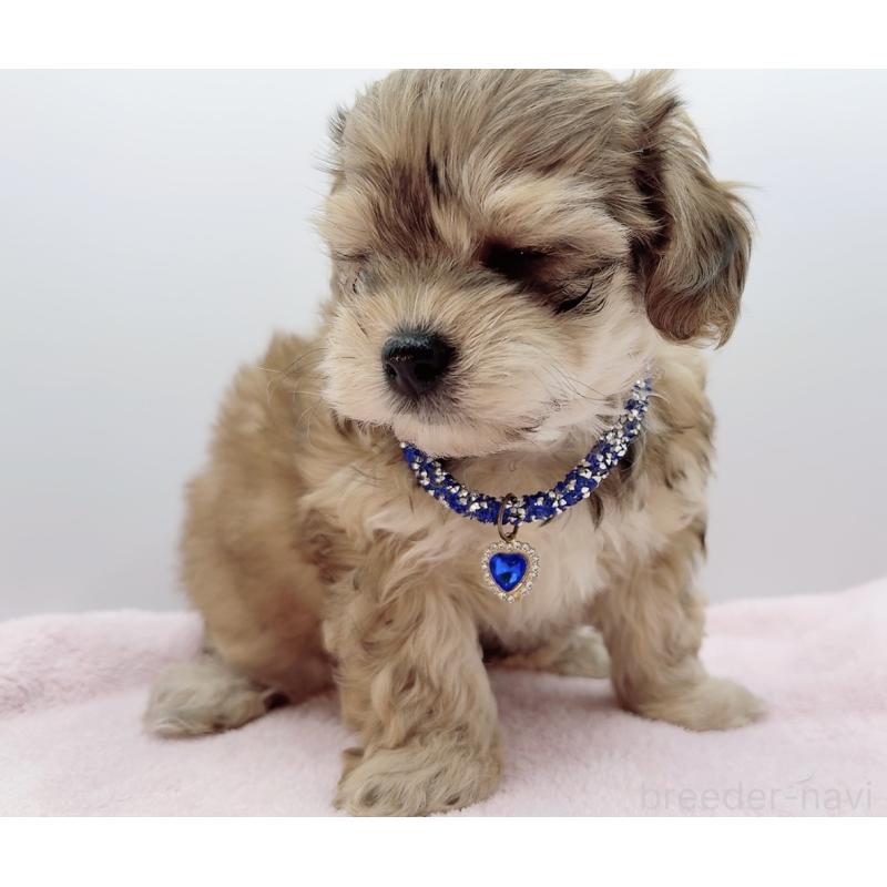 販売中の奈良県のチワプー:チワワ×トイプードル-454794の6枚目