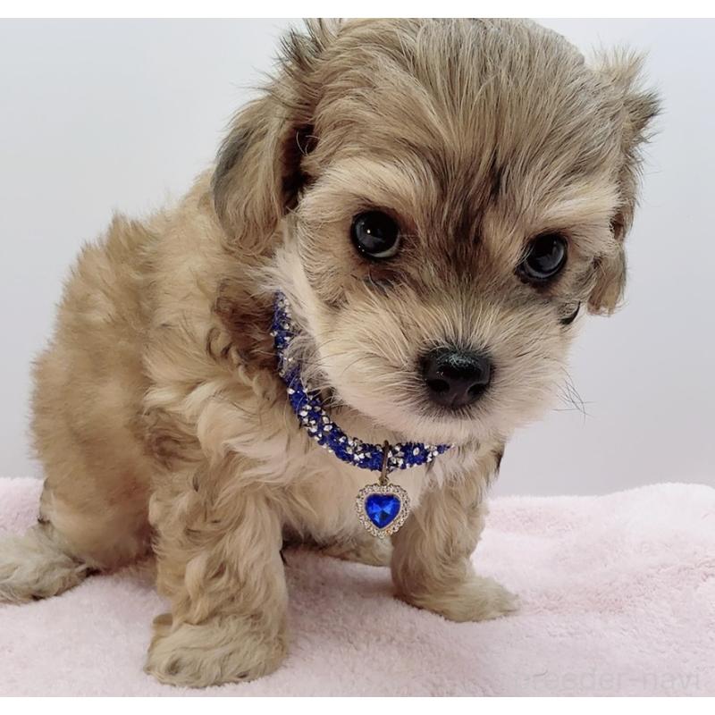 販売中の奈良県のチワプー:チワワ×トイプードル-454794の5枚目