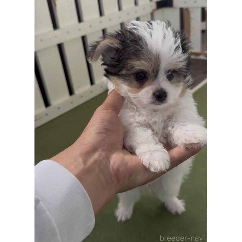 販売中の福岡県のチワマル:チワワ×マルチーズ-446140の5枚目