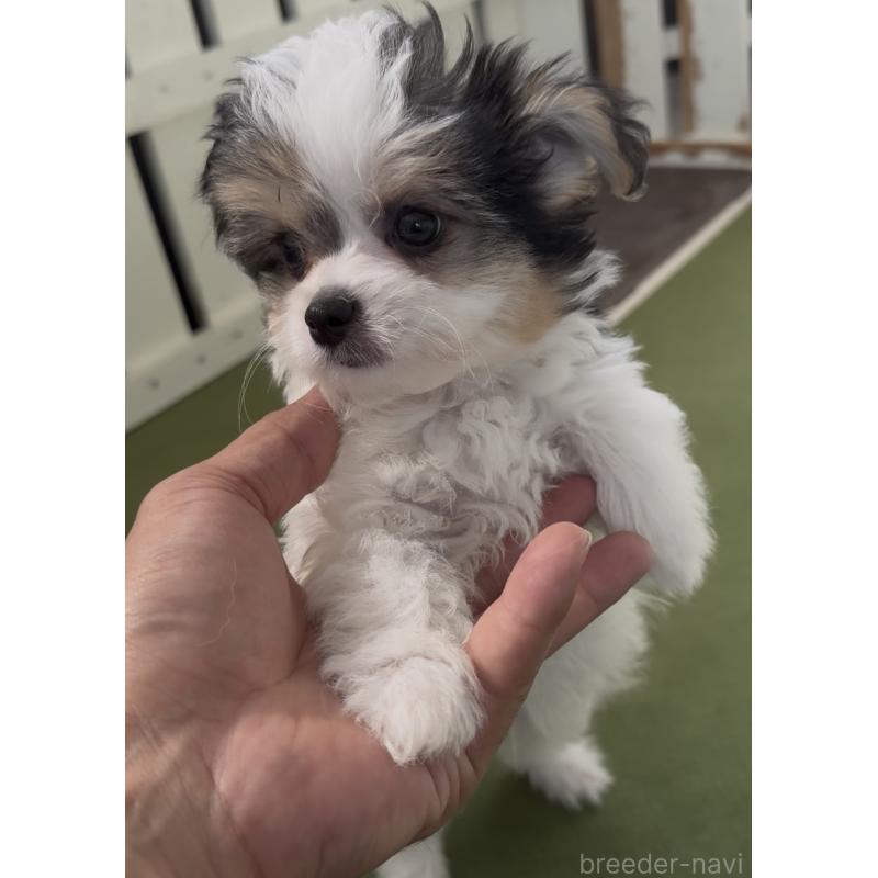 販売中の福岡県のチワマル:チワワ×マルチーズ-446140の4枚目