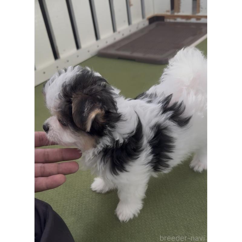 販売中の福岡県のチワマル:チワワ×マルチーズ-446140の3枚目