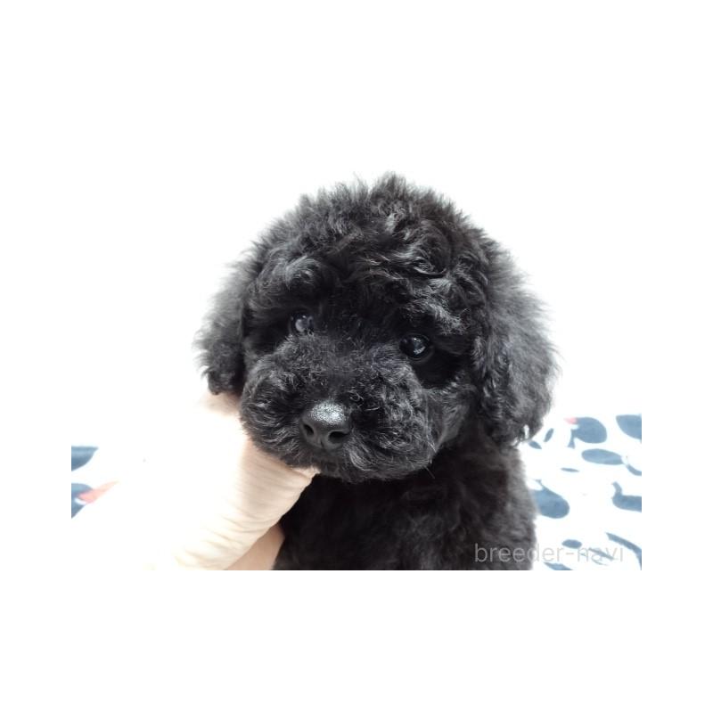 販売中の大阪府のタイニープードル-454790の4枚目