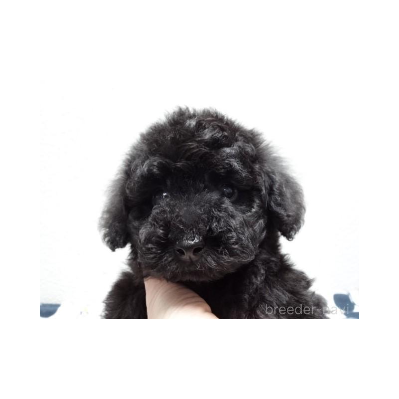 販売中の大阪府のタイニープードル-454790の3枚目