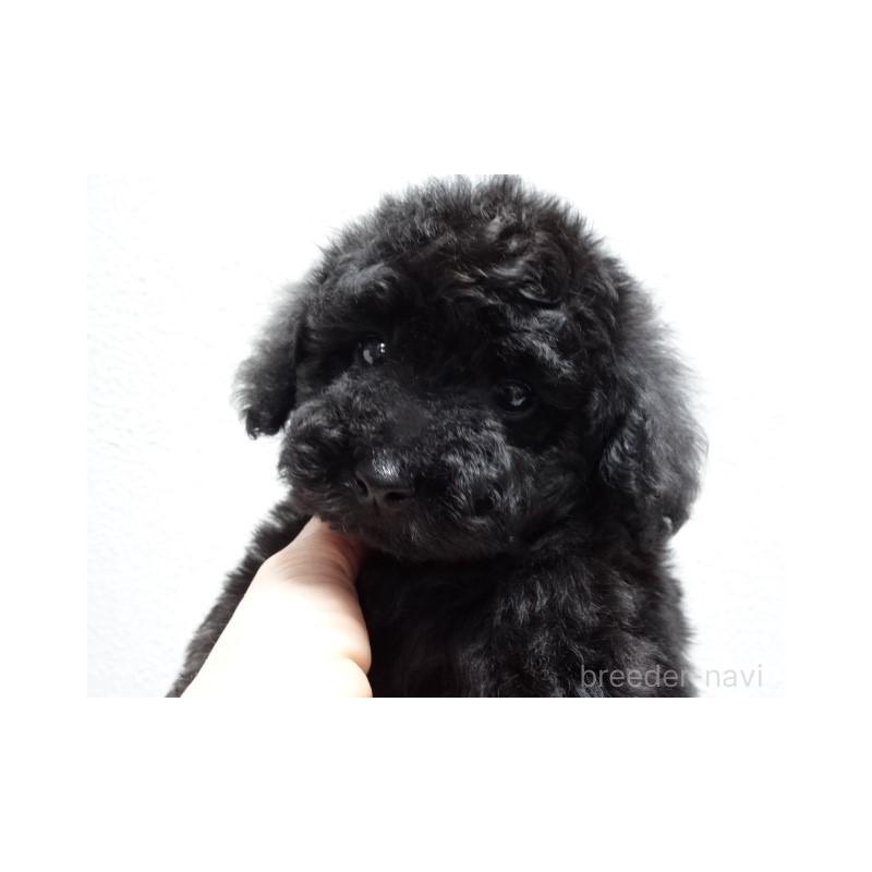 販売中の大阪府のタイニープードル-454790の2枚目