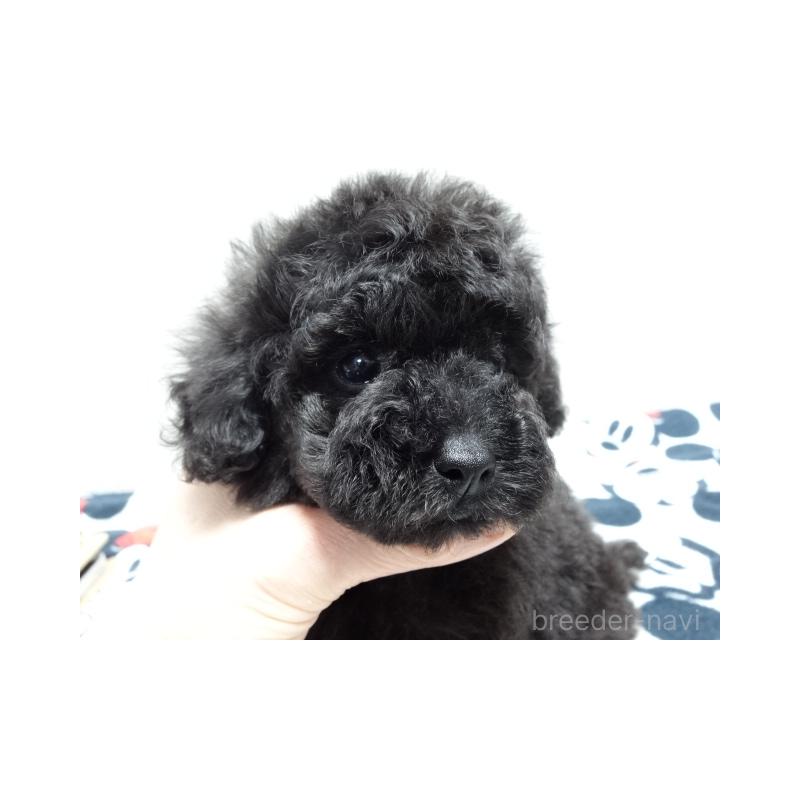 販売中の大阪府のタイニープードル-454793の5枚目