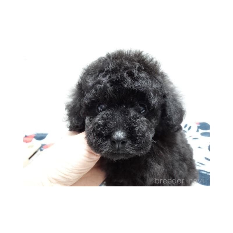 販売中の大阪府のタイニープードル-454793の2枚目