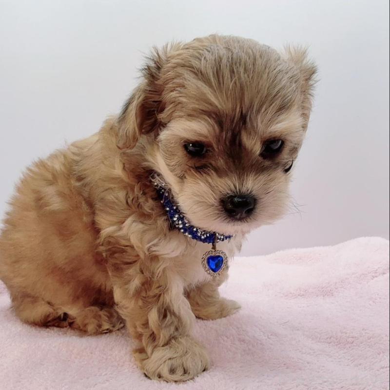 販売中の奈良県のチワプー:チワワ×トイプードル-454794の4枚目